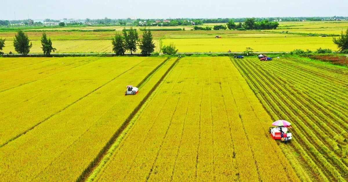 Sử dụng đất nông nghiệp sai mục đích, xử lý thế nào?